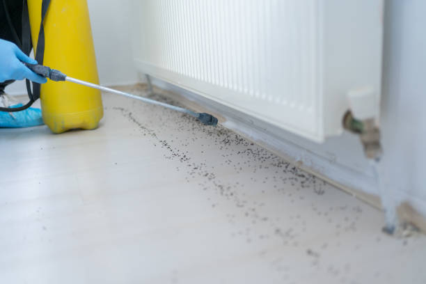 Best Wasp Removal Services  in Scaggsville, MD